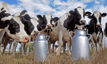ارتفاع سريع في أسعار الحليب بالعالم والسبب..!