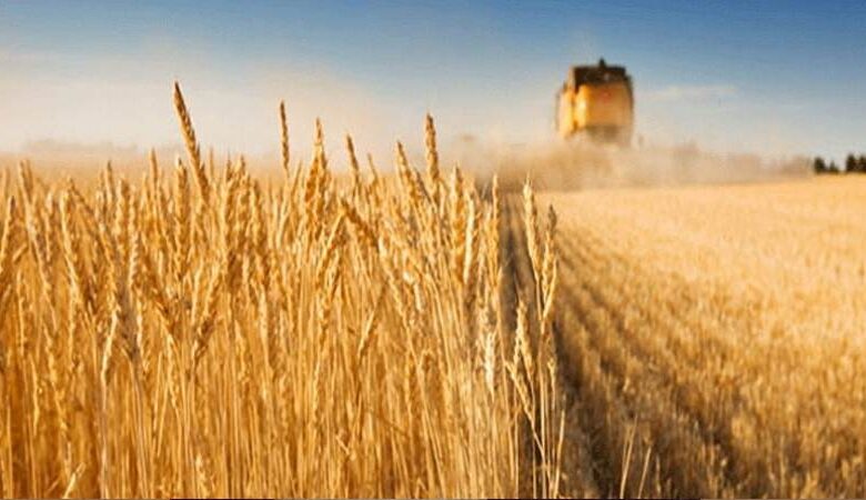 خبير: دول عربية وإفريقية ستواجه نقصا في القمح 