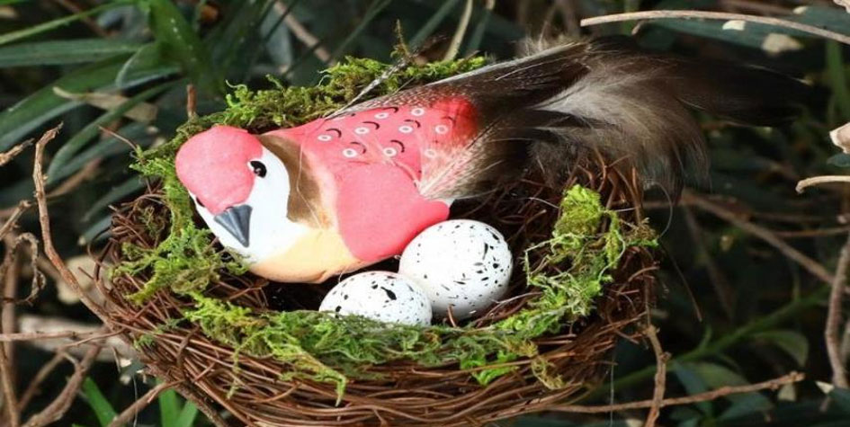 الطيور تضع بيضها قبل الأوان 