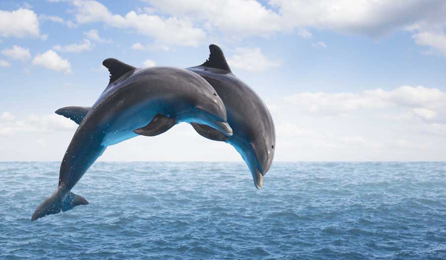 صور.. منتزه الدلافين المائي في جزيرة كيش 