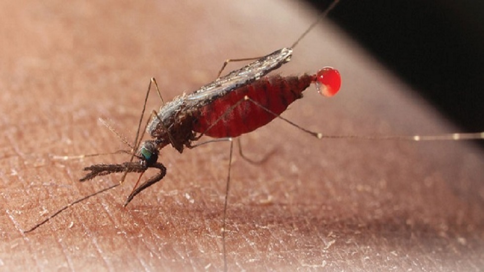 علماء يفكون شيفرة جينوم بعوض الملاريا