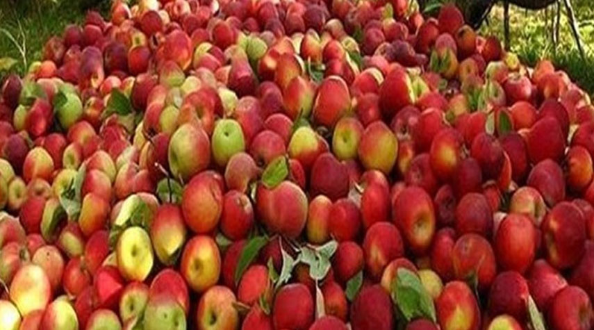 التفاح الإيراني المفضل في الأسواق الهندية