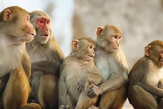 دولة ترصد أول إصابة بفيروس مصدره القرود 