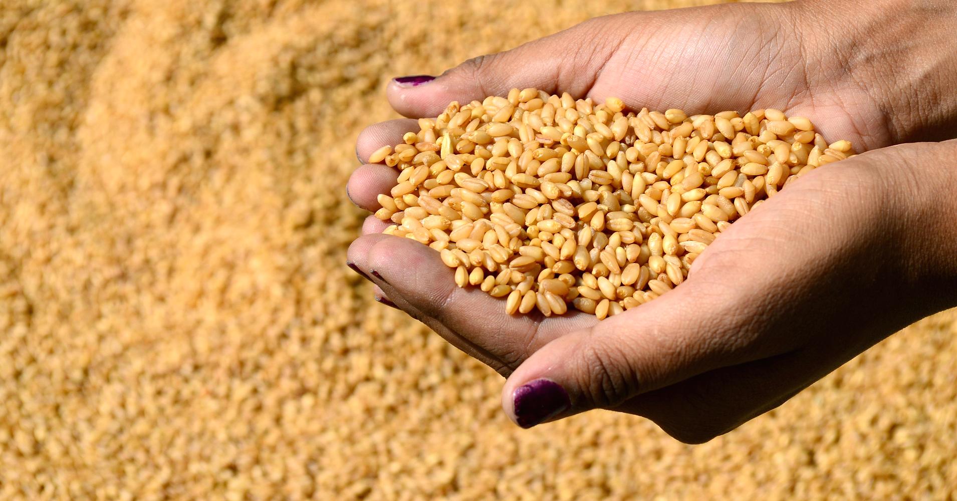 الهند تحظر تصدير القمح وسط مخاوف من أزمة غذاء عالمية