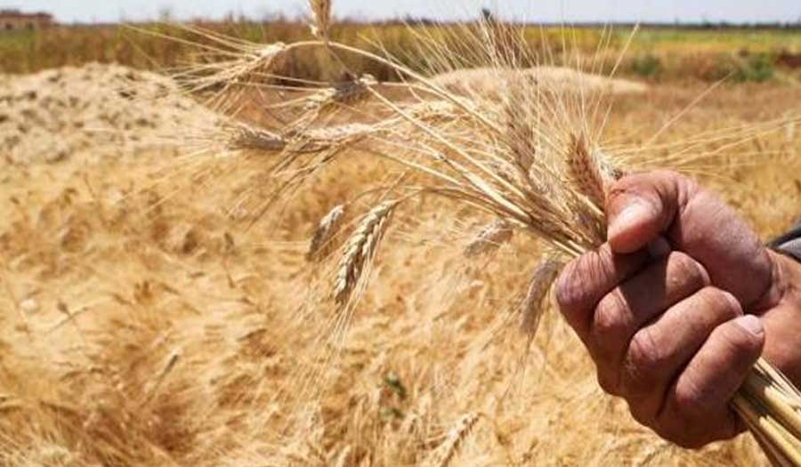 حالة استنفار بسبب ارتفاع أسعار القمح ودول تحظر بيع محصولها!