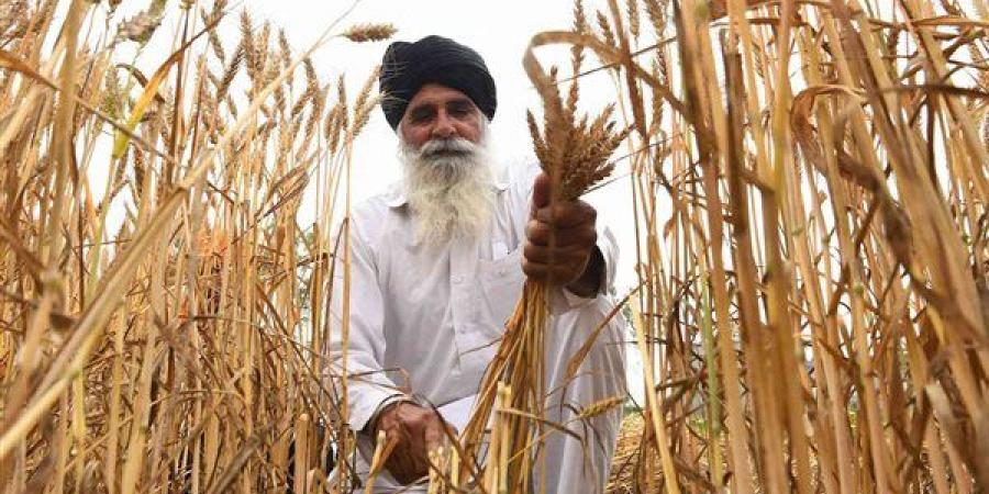 الهند.. قرار جديد بشأن تصدير القمح