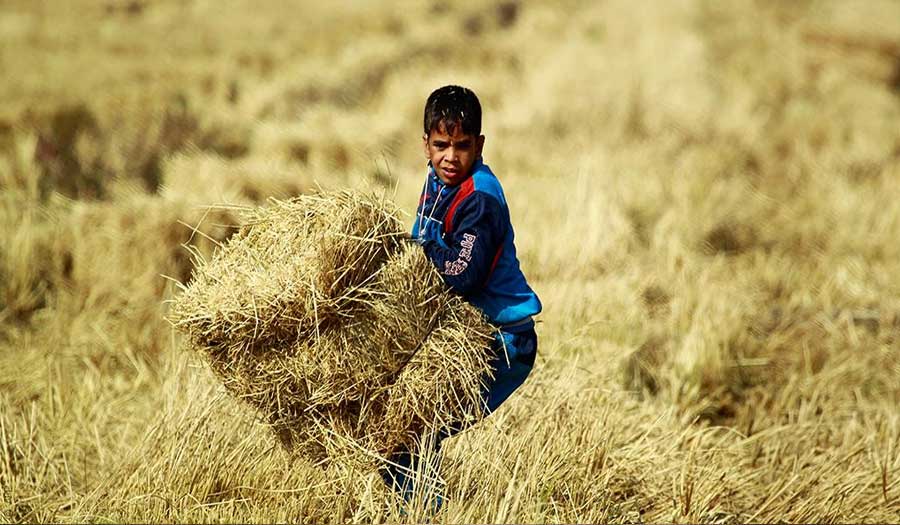 الجفاف يهدّد أرز "العنبر" الكنز الزراعي والوجبة الرئيسية في العراق 