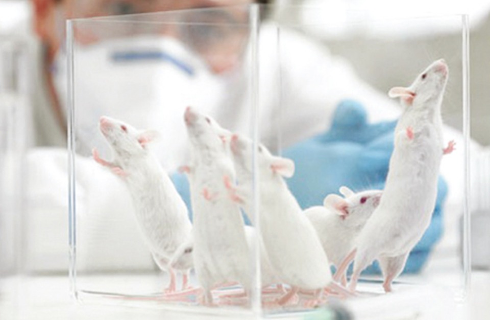 الكشف عن هرمون لدى الفئران يمكن أن يساعد في زيادة العمر!