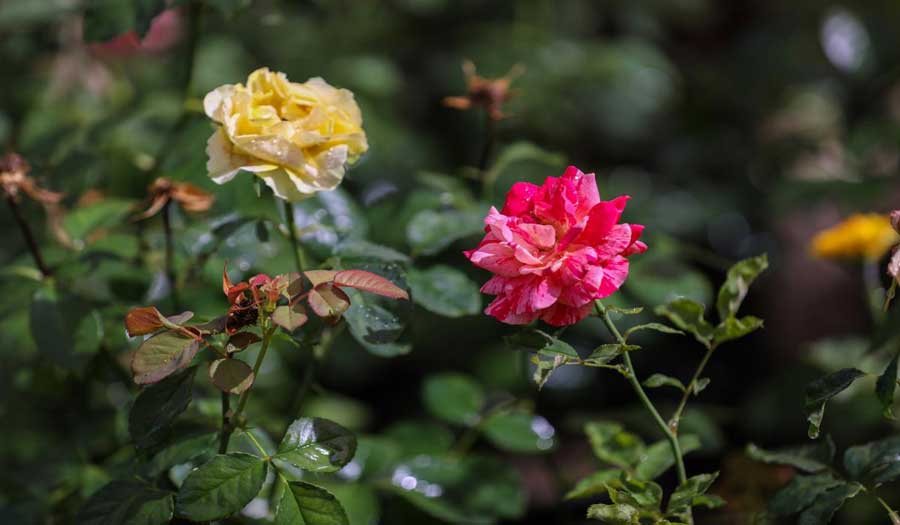 بالصور: العتبة العباسية تحقّق الاكتفاء الذاتي من الشتلات وزهور الزينة