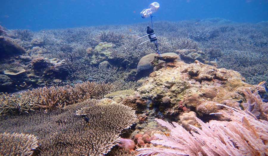 عبر الذكاء الصناعي.. سماع وتسجيل أصوات الشعاب المرجانية