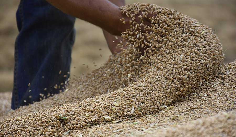 العراق يبرم عقودا لاستيراد مليون و500 ألف طن من القمح