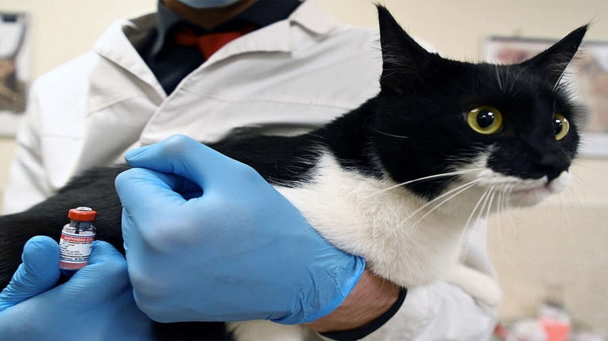 رصد أول حالة عدوى "كوفيد-19" من قطة إلى إنسان