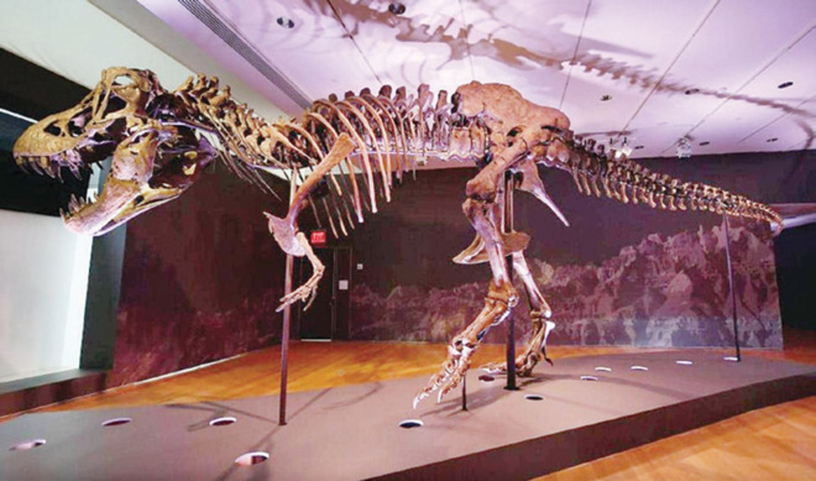 عرض هيكل لديناصور عمره 76 مليون عام للبيع 