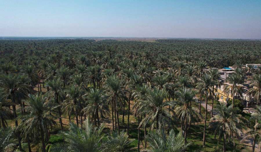 العراق أمام تحدّي الحفاظ على النخيل.. تراثه وثروته الاقتصادية