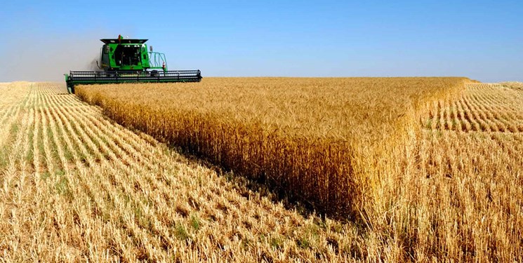 إيران.. مشتريات القمح المحلي تحقق 7 ملايين طن
