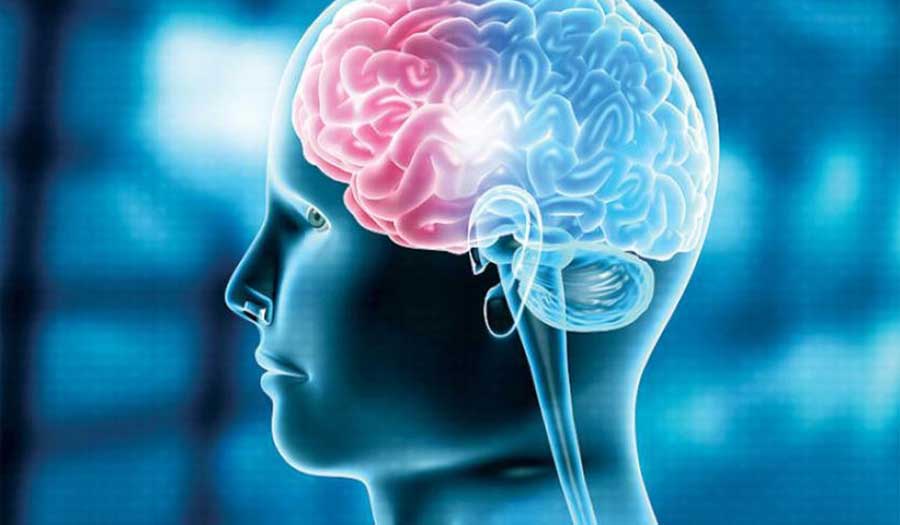 دراسة تكشف عن عامل هام لمنع نمو الدماغ!