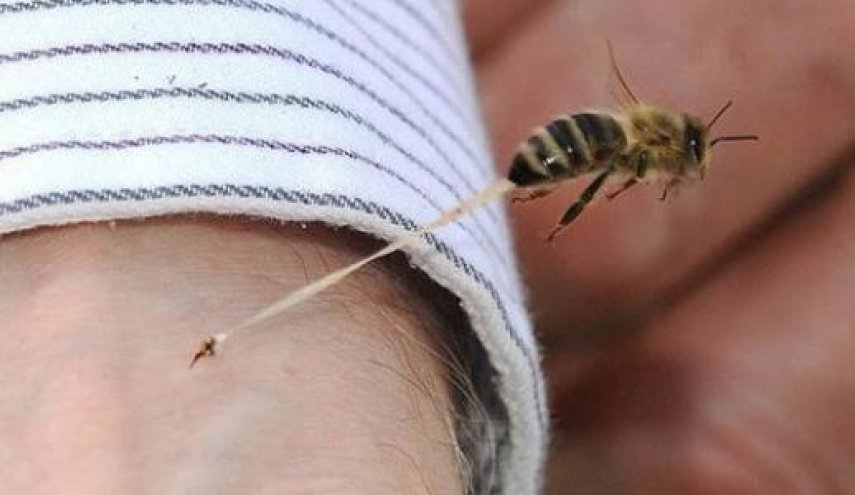 لماذا تموت النحلة بعد اللسعة؟