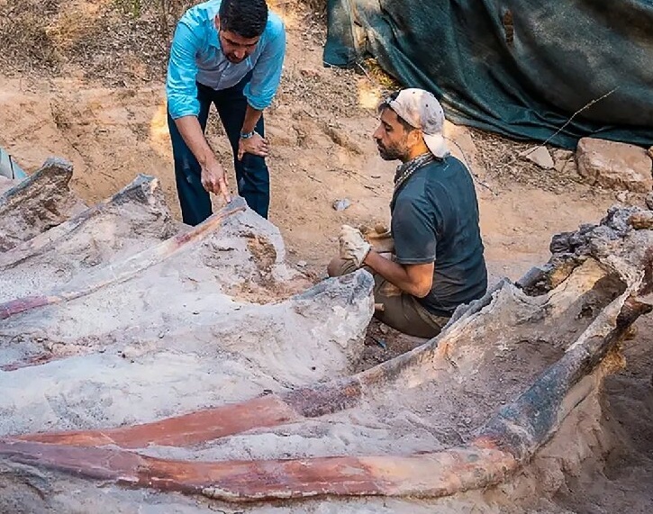 الكشف عن كنز مدفون منذ 160 مليون عام في البرتغال!