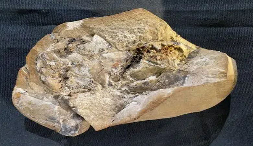 الكشف عن أقدم حفرية لقلب في العالم 