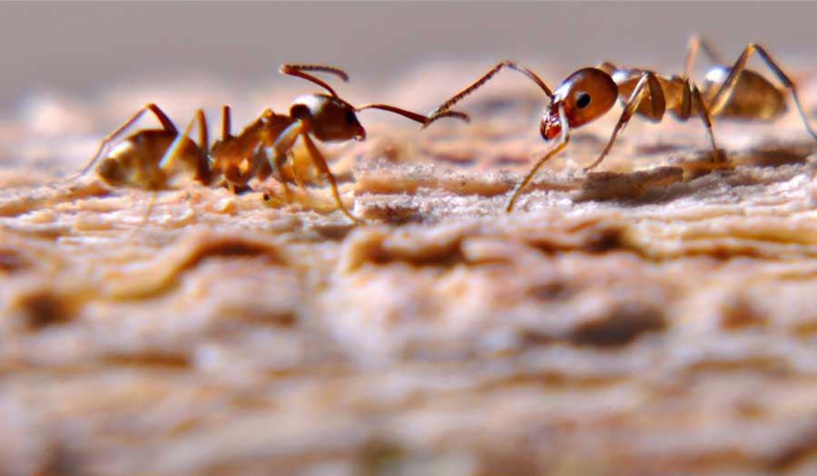 هل تعلم عدد النمل على كوكب الأرض وما هو دوره؟