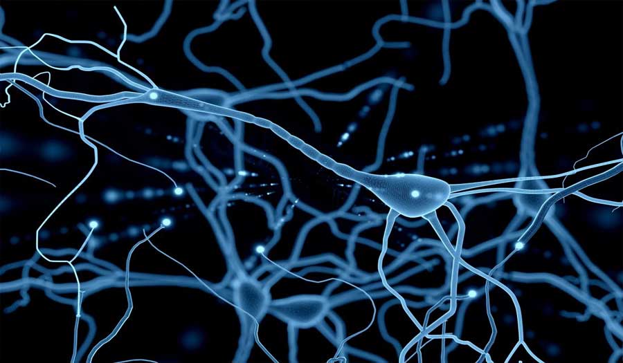 علماء ينجحون في تنمية خلايا دماغ بشري قادرة على التعلم