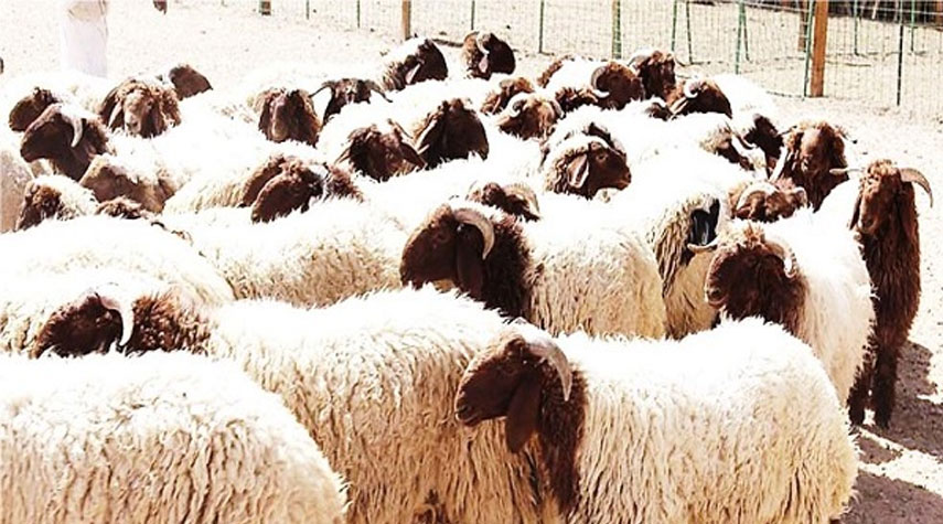 محافظة كرمانشاه تصدر 25 ألف رأس ماشية لدول الخليج الفارسي خلال شهر