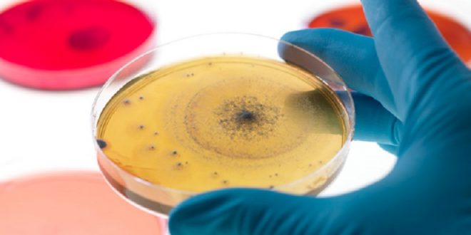 علماء يكتشفون "بكتيريا السعادة"!