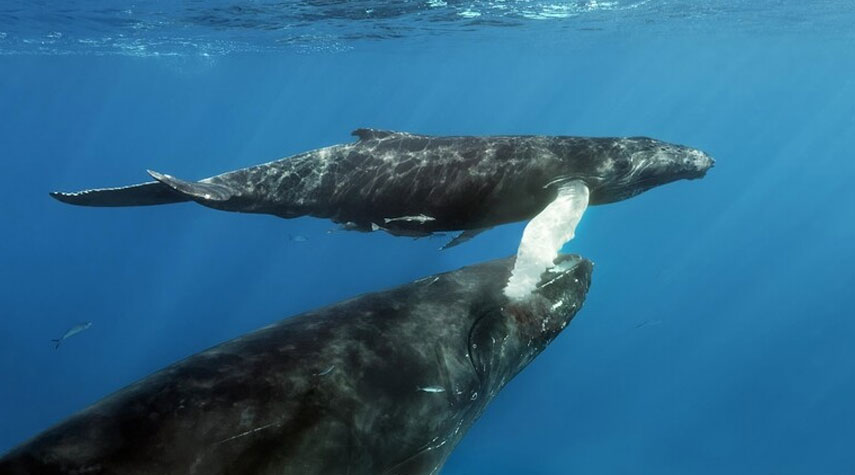 علماء: الحيتان الضخمة تبتلع يومياً 10 ملايين من دقائق البلاستيك