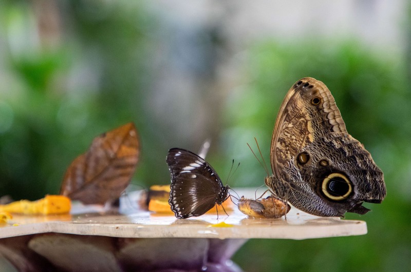 بالصور.. “حديقة الفراشات” في دبي