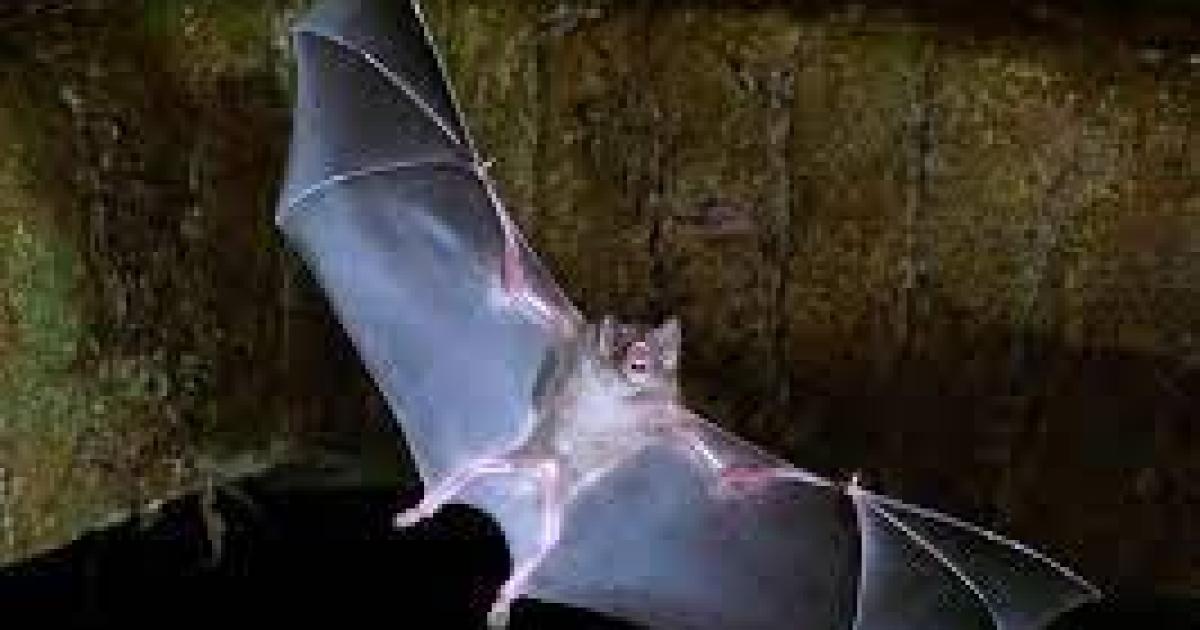 الكشف عن فيروس جديد كامن في الخفافيش!