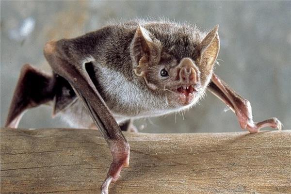 الكشف عن خمسة فيروسات جديدة في الخفافيش