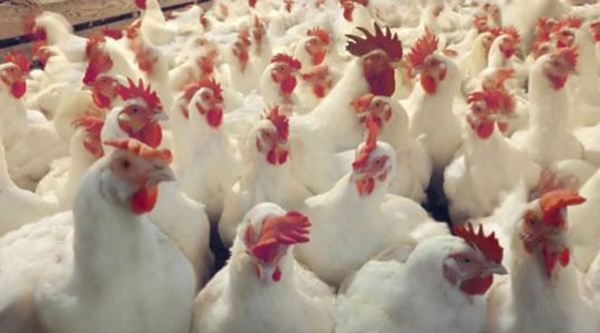 تفشي إنفلونزا الطيور في اليابان.. وإعدام المزيد من الدجاج