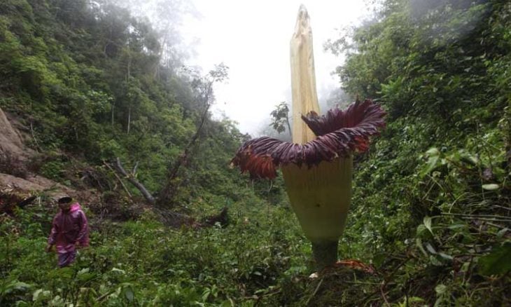 بالصور: “زهرة الجثة” العملاقة في إندونيسيا