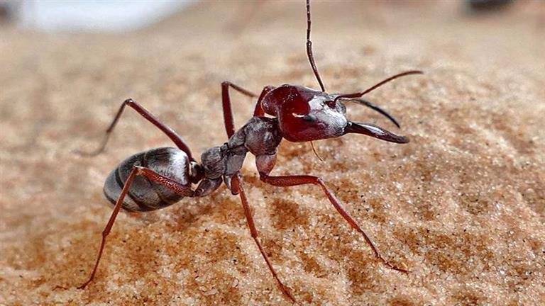 الكشف عن "حليب" مملكة النمل الغريب!