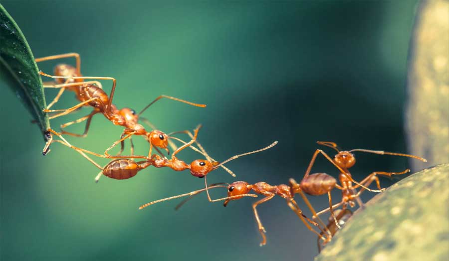 مجتمعات النمل تعاون مذهل قائم على حاسة الشم