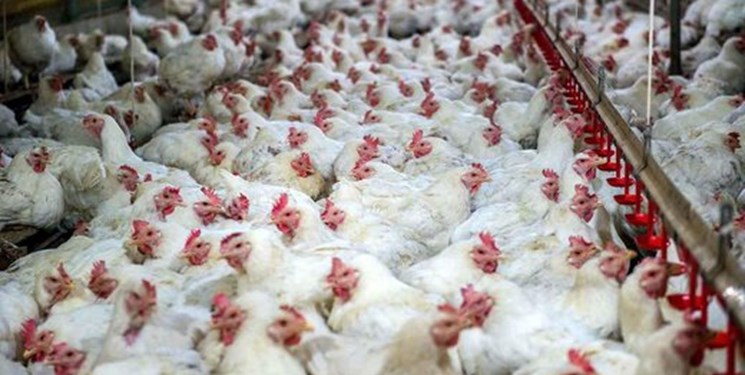 ايران تعلن الغاء شامل لقيود صادرات الدجاج