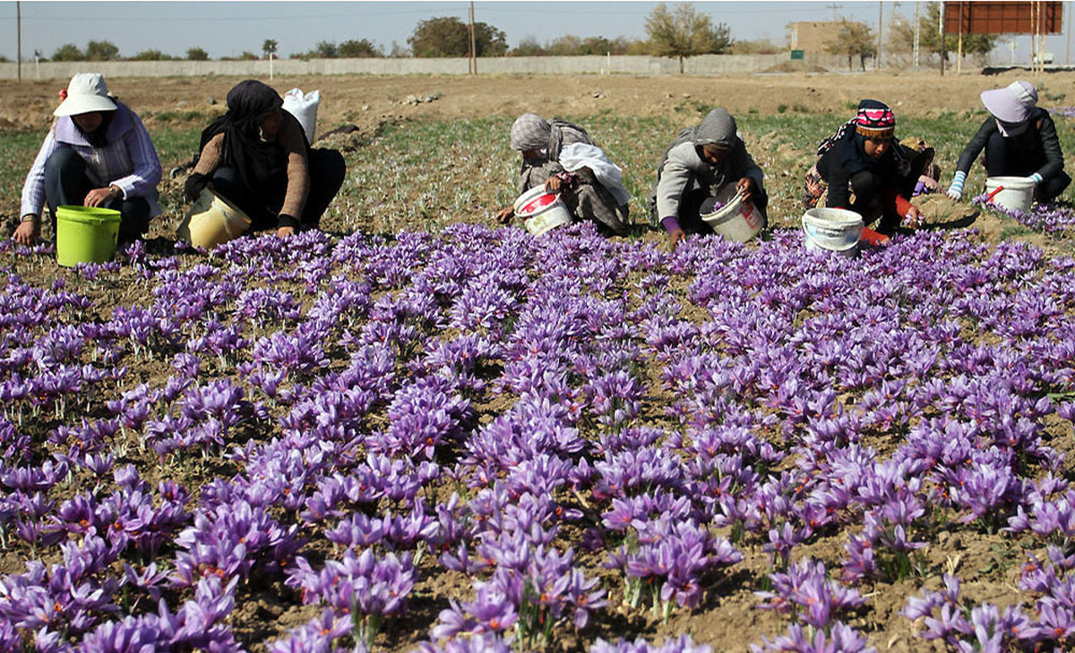 إيران.. جني 180 طنا من الزعفران في خراسان الرضوية