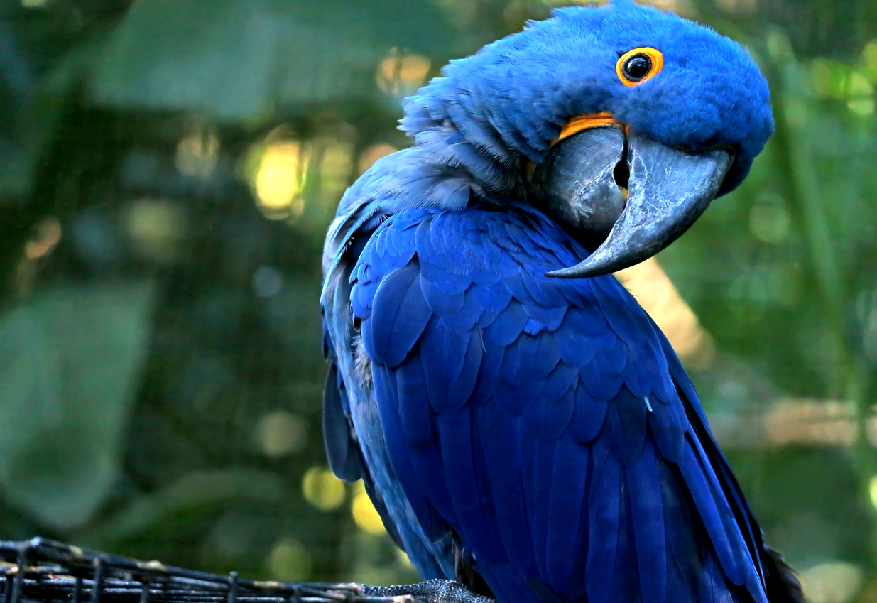 هل تعلم ما سبب نُدرة اللون الأزرق في الطبيعة؟