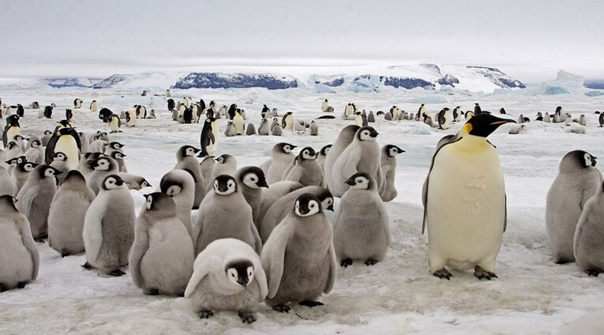 قد تنقرض 97 بالمئة من حيوانات القارة القطبية الجنوبية بحلول نهاية القرن