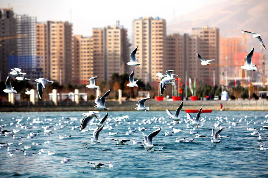 بالصور.. طهران تستضيف الطيور المهاجرة 