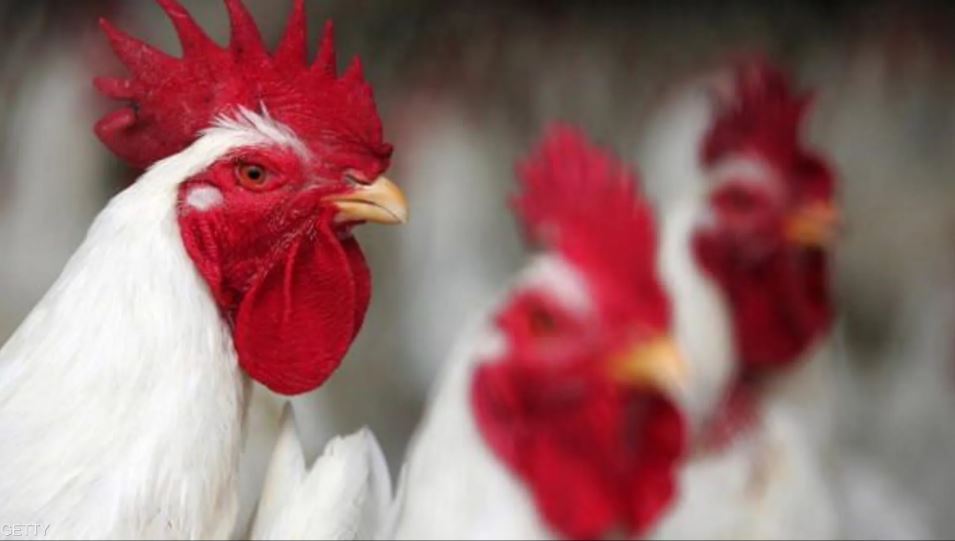 جدل في المغرب بعد فيديو يزعم بيع دجاج نافق