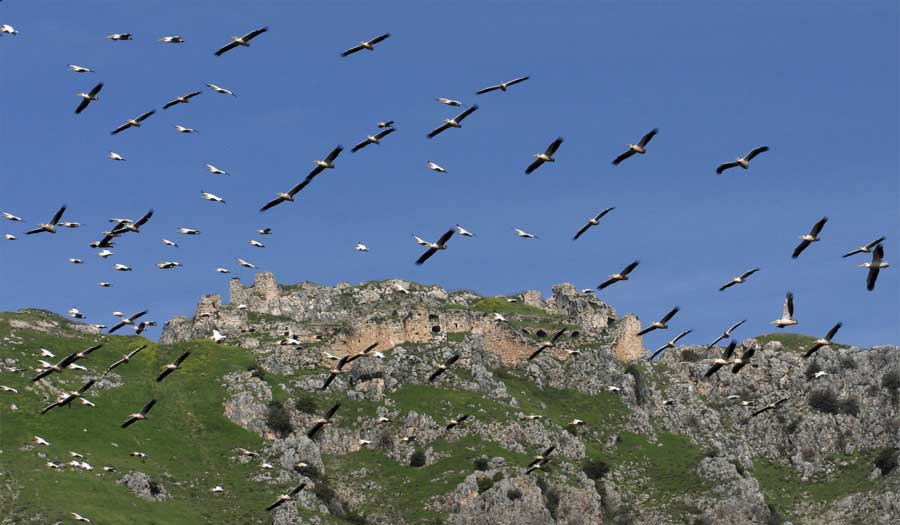 الطيور تصرفت بغرابة قبل زلزال تركيا… هل الحيوانات تستشعر مبكراً حدوث الكوارث؟