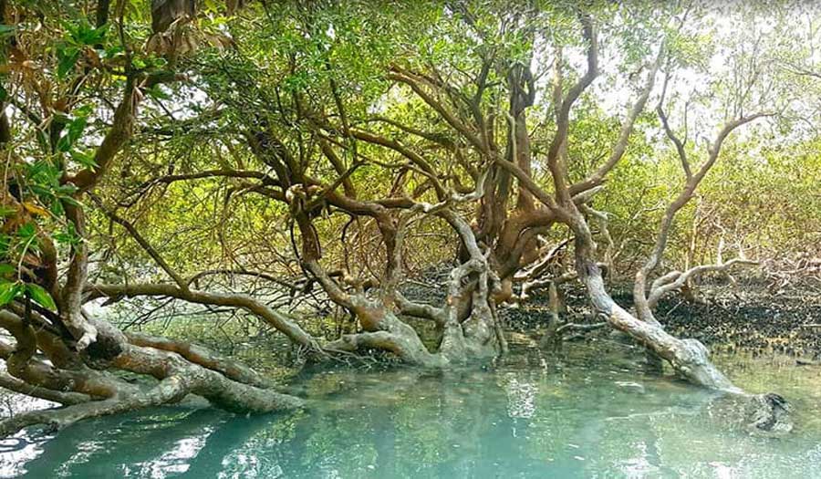 بالصور.. غابات حرّاء؛ من العجائب السبع في جزيرة قشم الايرانية