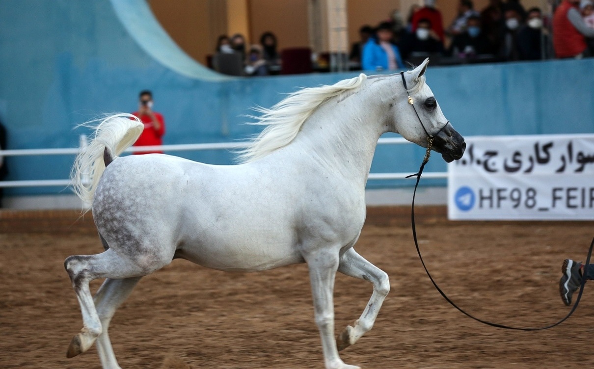 إيران.. مهرجان الخيول العربية الاصيلة في محافظة خوزستان