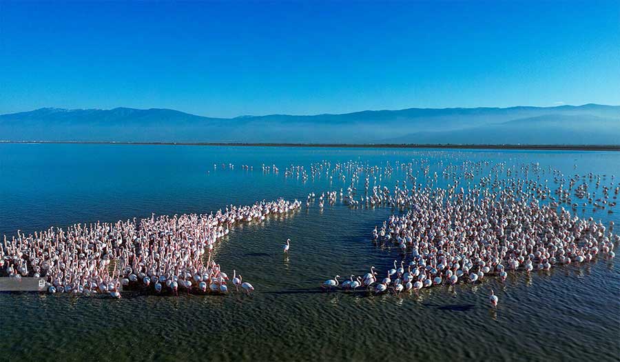بالصور.. طيور الفلامينغو في بحيرة "ميانكاله" شمال إيران