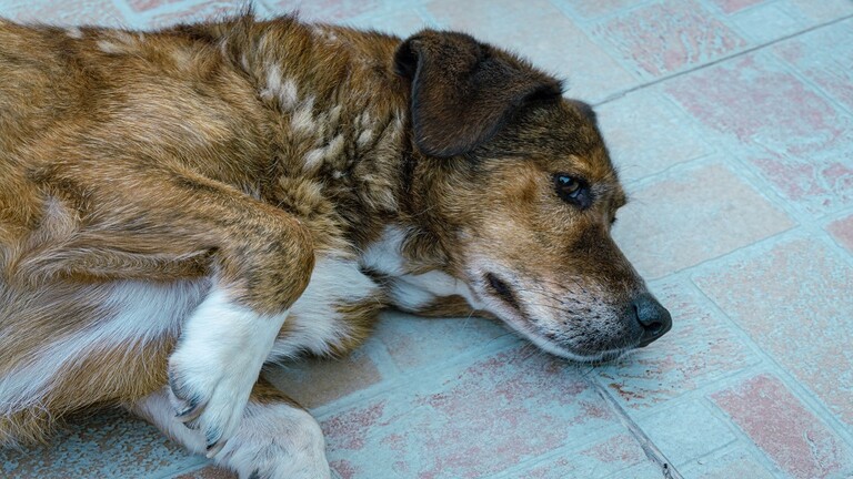 انقاذ كلب من تحت الأنقاض بعد 25 يوما من الزلزال في تركيا 