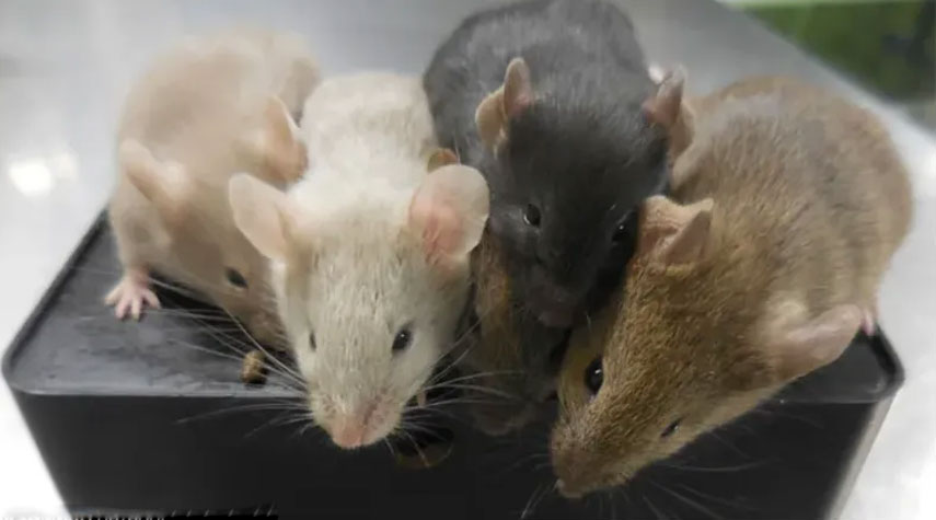 اختراق علمي.. فئران "من دون أم" لأول مرة في العالم