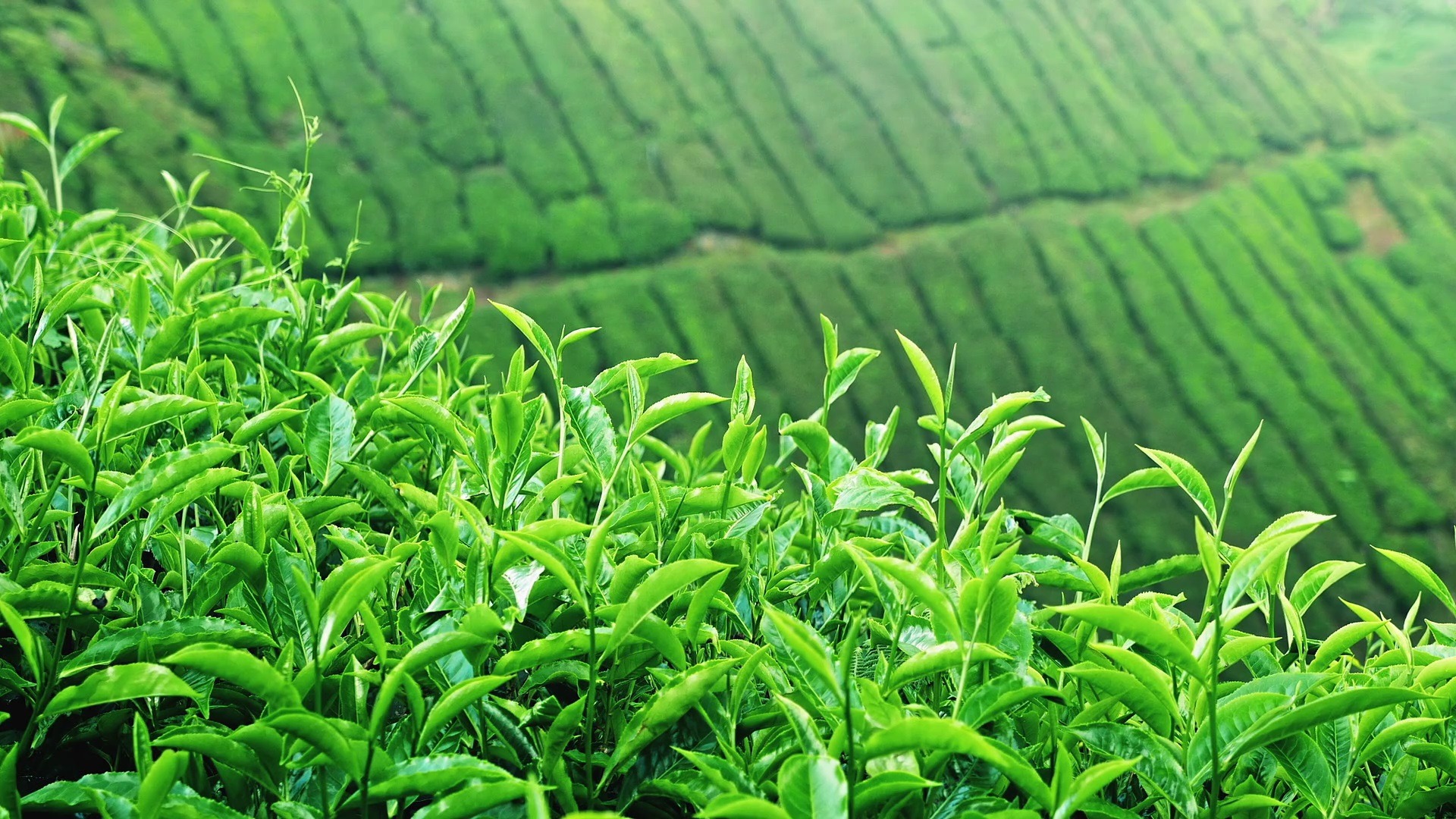 تصدير الشاي الايراني إلى دول عديدة في العالم