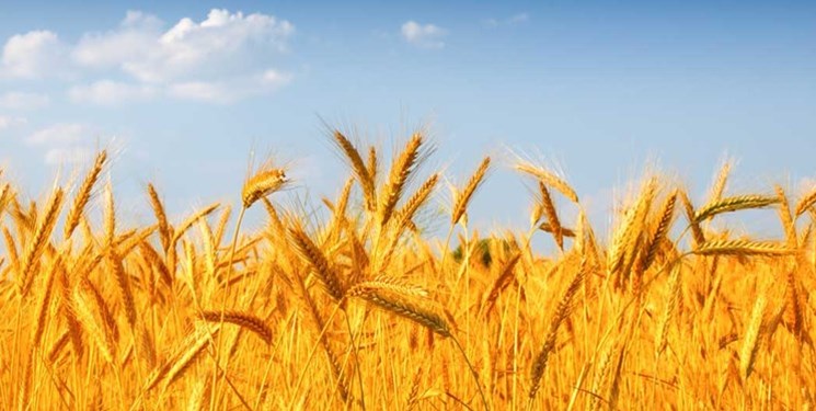وزارة الزراعة الايرانية تتوقع زيادة انتاج البلاد من القمح بنسبة 30 بالمائة