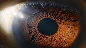 العلماء يجيبون.. هل هناك طريقة لعكس فقدان البصر؟